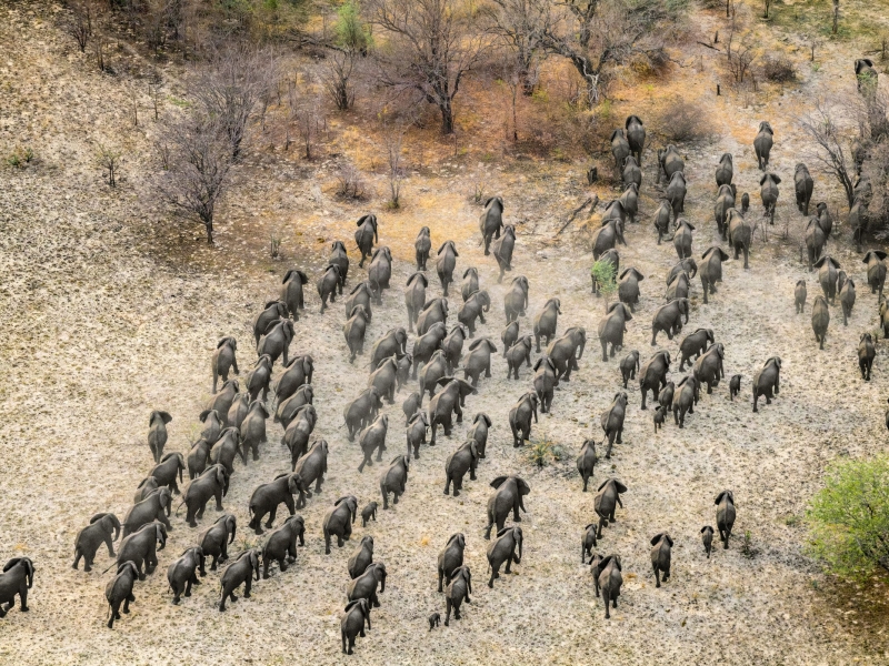 Botswana | Elephant Encounters